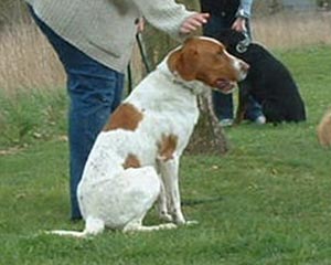 c'est le même chien ! vi vi  :-)))