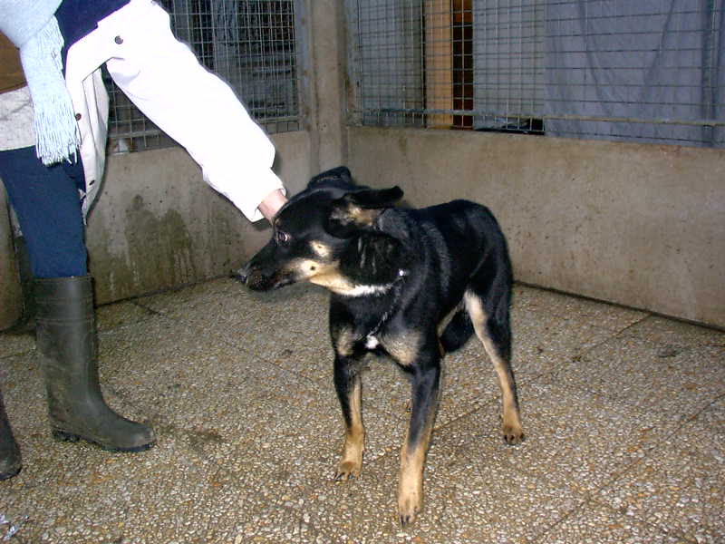 Croisé beauceron ? Bah c'est quoi un beauceron ??? j'connais pô !