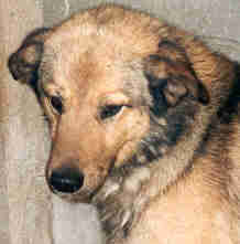 Achille qui exige son menu personnalisé :-) 21.09.03
