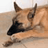 Fanfan le BB malinois, 21.06.03