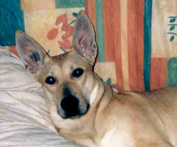 Sable