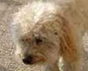 Toby, le 19.04.03