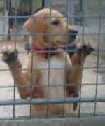 Wendy, tout un refuge attend de tes nouvelles la grande !