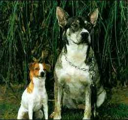Luna vous salue bien bas tous et toutes :-))))