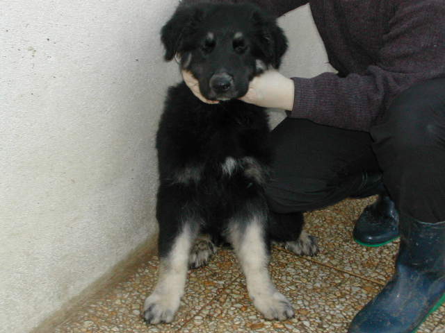 Je suis pas une peluche, je suis un grand chien qui demande beaucoup beaucoup de connaissances canines !