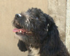 Cachou, le 8.11.03