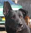 Junior
