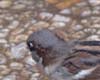 Moineau