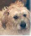 Tooby