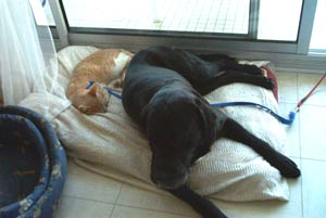 Repos avec Tilleul
